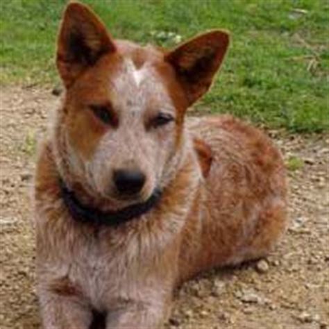16 dog food brands to avoid in 2021. Facts on the Red Heeler Dog Breed
