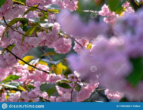 Pink Cherry Blossom Close Up On The Branch Stock Photo Image Of