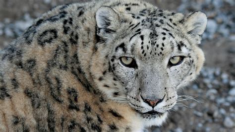 1920x1080 1920x1080 Predator Snow Leopard Snow Leopard View Snow