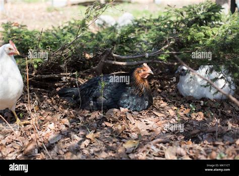 Three Chickens Lying Under A Bush Stock Photo Alamy