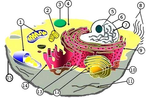 Unlabeled Animal Cell Diagram Clipart Best