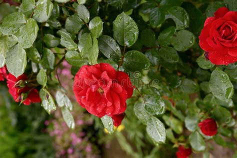 Beautiful Blooming Red Rose Bushes In A Garden Flowers Of Red Roses