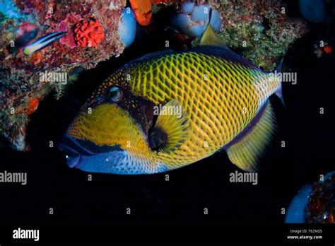 Titan Triggerfish Balistoides Viridescens Underwater Photography In