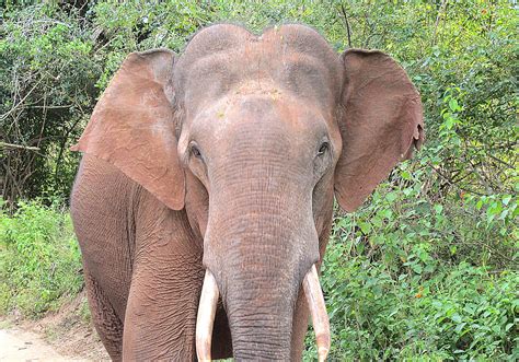 Big Tusker Elephant In Yala Sally Walton Flickr