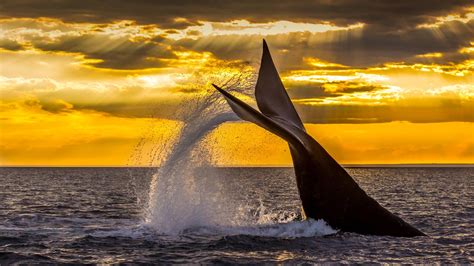 Bing Image Southern Right Whale Bing Wallpaper Gallery