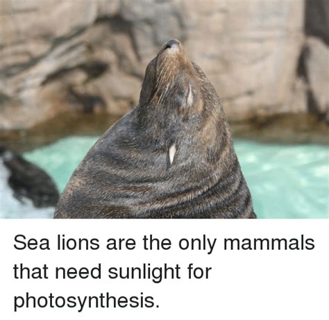 Sea Lions Are The Only Mammals That Need Sunlight For Photosynthesis Lion Meme On Me Me