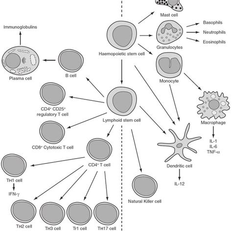 the innate and adaptive immune systems download scientific diagram