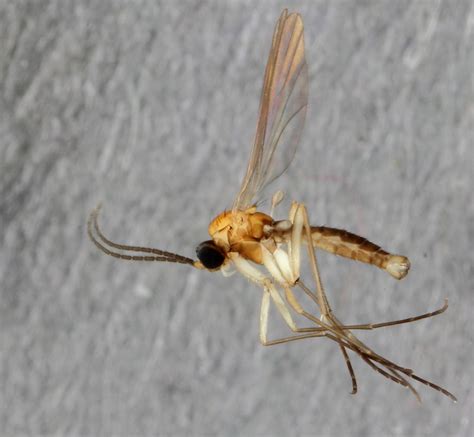 Surprising Exotic Flies In The Backyard New Gnat Species From Museum