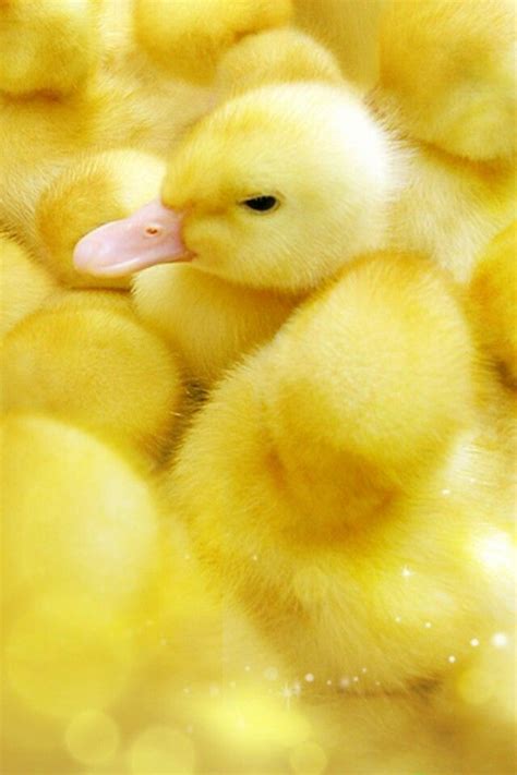 Fluffy Yellow Ducklings Yellow Yearning Amarillo Amarillo Limón