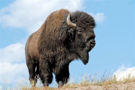 American Bisonthe Spectacular American Buffalo American Bison Bison