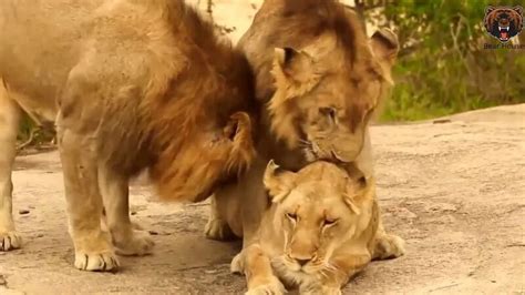 Wildlife Sex Lioness Mating With 3 Brothers At A Time Дикая Природа Секс Львица