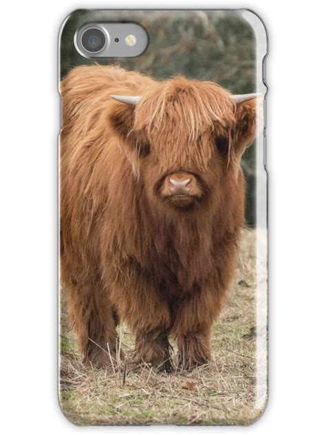 Young Scottish Highland Cow Iphone Case By Haleyredshaw In 2022
