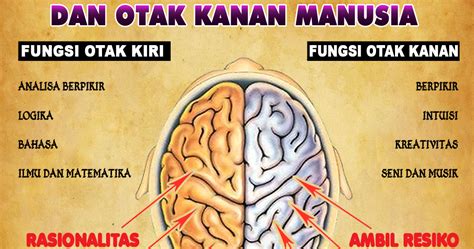 Penjelasan mengenai perbedaan fungsi otak kanan dan otak kiri manusia lebih lengkapnya sebagai berikut nah, pada bagian otak besar inilah dibedakan menjadi dua bagian, yaitu otak bagian kanan dan otak bagian kiri. My Note's: Fungsi Otak Kanan dan Otak Kiri