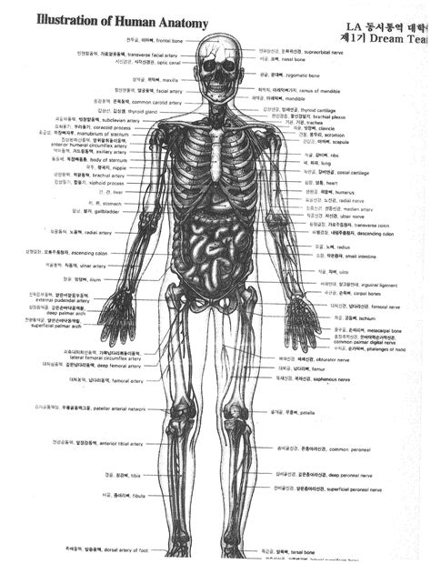 Advanced Anatomy Of The Human Body Taken From La Translation Medical