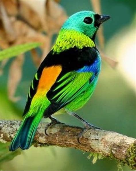 Pin By Meryem Kaya On Muhteşem Canlılar Beautiful Birds Birds Pretty Birds