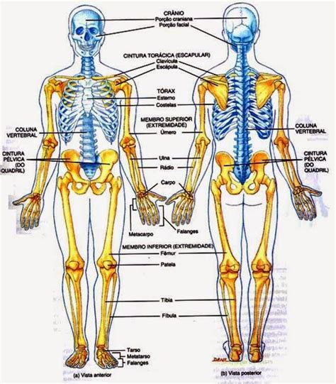 Resultado De Imagen Para Imagenes De La Vista Anterior Y Posterior Del