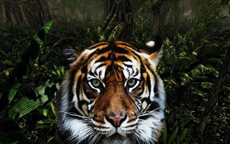 Free Jungle Animals Download Free Jungle Animals Png Images Free