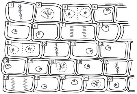 Plant Cells In Mitosis Labeled Diagram Studying Diagrams