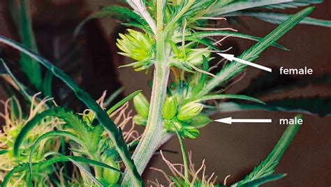 What Is Hermaphrodite Cannabis Fastbuds Autoflowering Cannabis Seeds