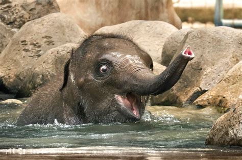 Beautiful Baby Elephant Smiles While Having A Splashing Time Aol Uk