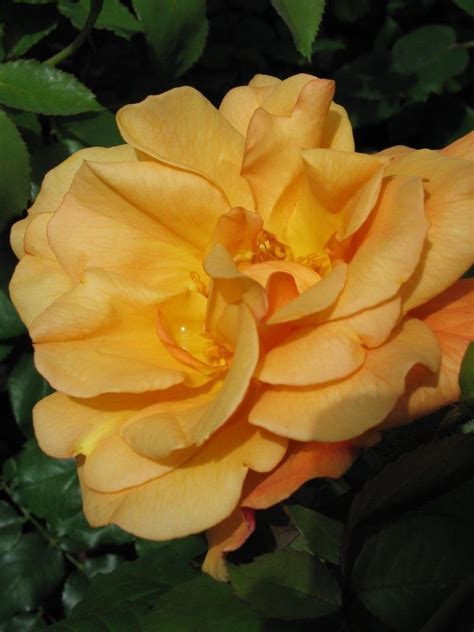 Plantfiles Pictures Climbing Rose Autumn Sunset Rosa By Grannyrose