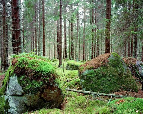 Coniferous Forest Photograph By Bjorn Svenssonscience