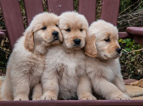 Golden retrievers are among america's most popular breeds. Wonderful Information About the Golden Retriever-Chow Chow Mix