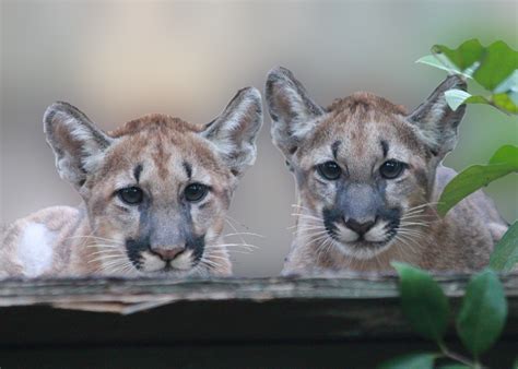 Florida Panther Kittens At White Oak