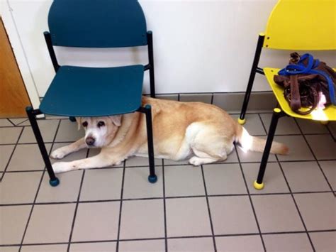 24 Disturbed Dogs That Definitely Just Figured Out Theyre Going To The