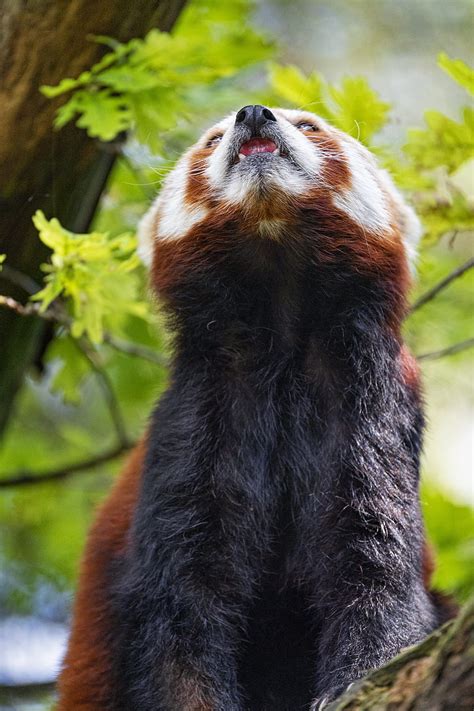 Red Panda Panda Animal Protruding Tongue Furry Hd Phone Wallpaper