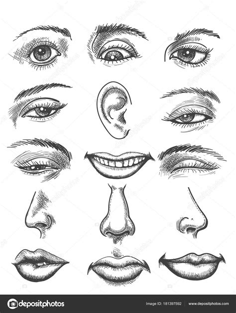 Human Face Parts Sketch It Is An Outline For Future Details