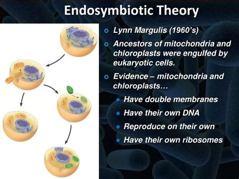 Ppt Endosymbiotic Theory Powerpoint Presentation Free Download Id