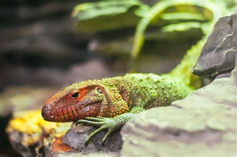 The green iguana iguana iguana was described by linnaeus in 1758. Free Images : nature, wild, zoo, green, iguana, fauna ...