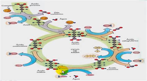 ciclo de krebs 1 Bioquímica I