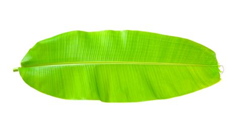 Banana Leaf Isolated On White Background Tropics Leaves Single