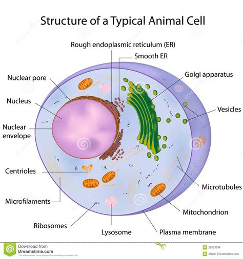 Free review of cytoskeleton, microtubules, microfilaments and cell movement. A typical cell, labeled stock vector. Illustration of ...