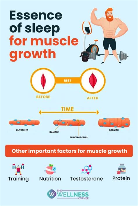 Is It Possible To Gain Muscle While You Sleep The Wellness Corner