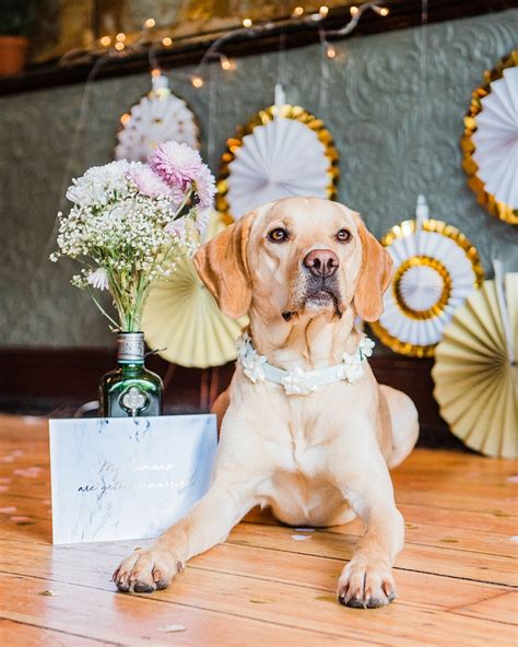 Dog Wedding Style Fun Wedding Photography Dog Wedding Wedding