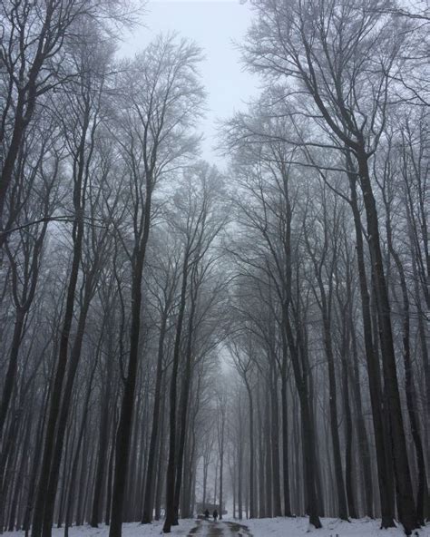 Free Images Landscape Tree Nature Forest Branch Frost Ice