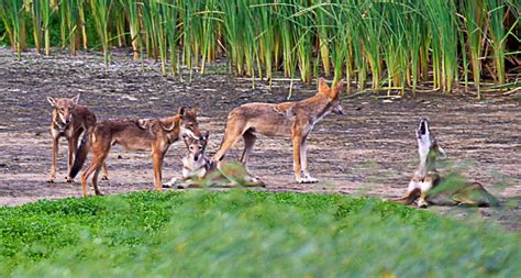 Punnetts Square Dna From Extinct Red Wolves Lives On In Some