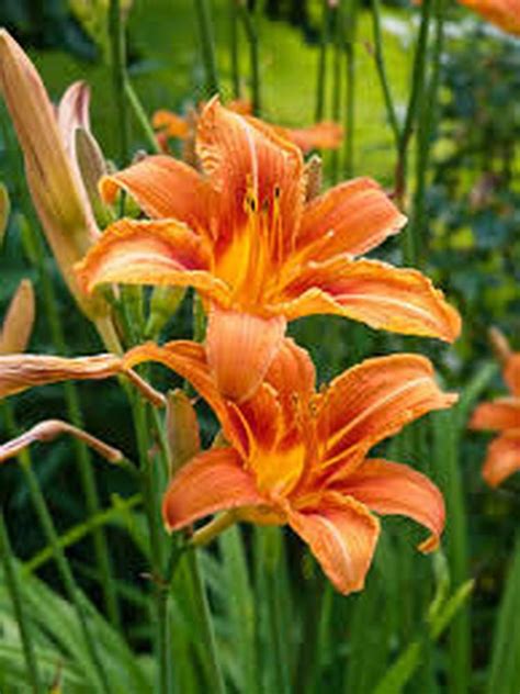 Day Lily Plant Are Very Easy To Grow And Are Beautiful Perennials As