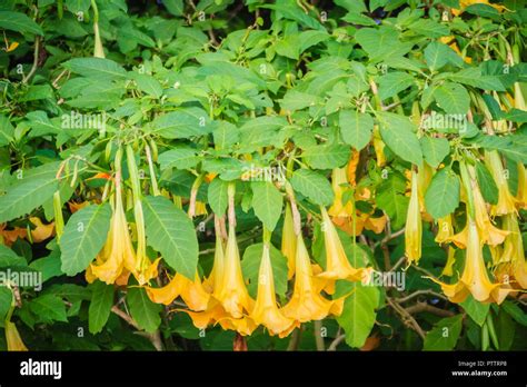 Die Gelben Engel Trompete Blumen Brugmansia Suaveolens Am Baum