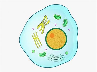 Cell Animal Clipart Clip Cells Cartoon Transparent