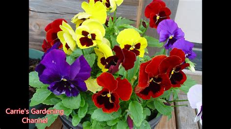 Colossus Blotch Mix Pansy Review What Do Clossus Blotch Mix Pansies