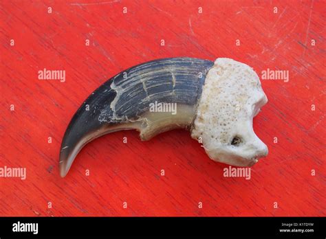 Polarbear Claw Hi Res Stock Photography And Images Alamy