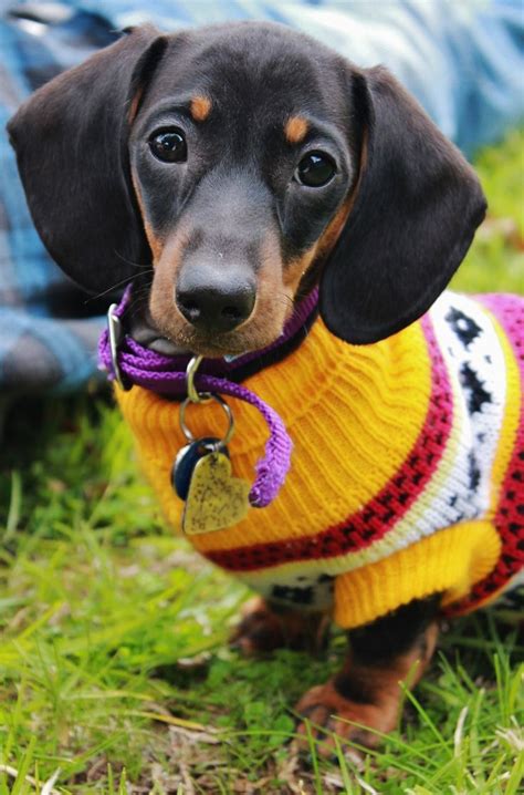 102 Best Dachshunds Dressed Up Images On Pinterest
