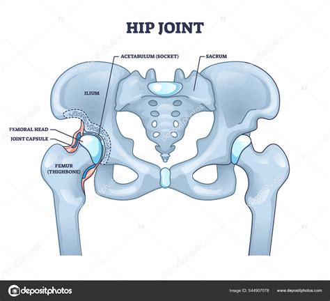 Hip Joint Structure With Anatomical Bone Parts Description Outline