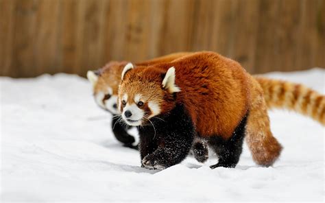 Animals Snow Red Panda Wallpapers Hd Desktop And