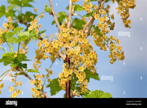 Northern Red Currant Ribes Rubrum Blooming Germany Stock Photo Alamy