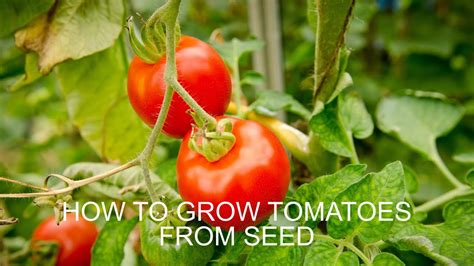 How To Grow Tomatoes From Seed Youtube